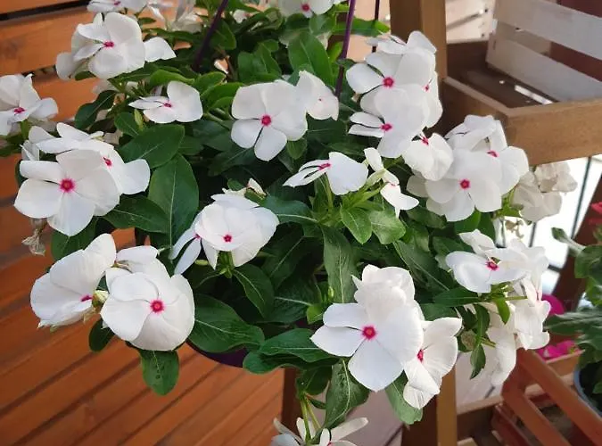 Bed & Breakfast La Terrazza Di Carolina