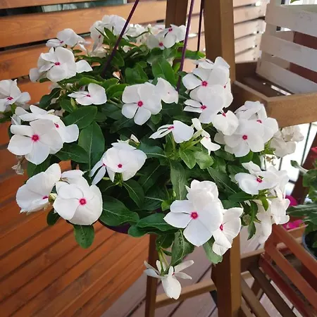 住宿加早餐酒店 La Terrazza Di Carolina